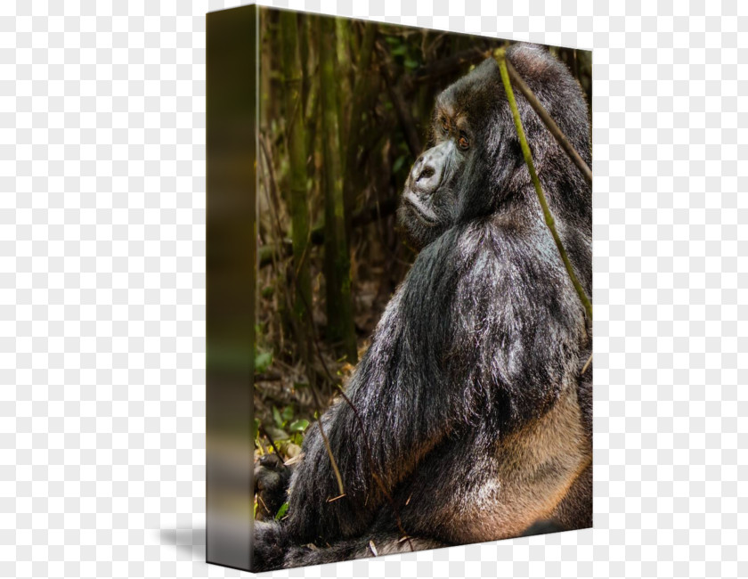 Orangutan Common Chimpanzee Western Gorilla Fur Terrestrial Animal PNG