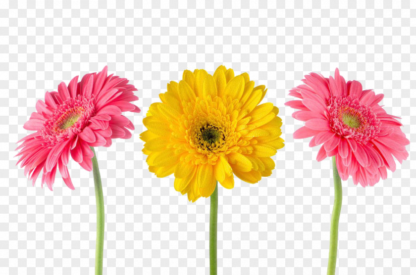 Pink And Yellow Chrysanthemum Gerbera Jamesonii Stock Photography Flower PNG