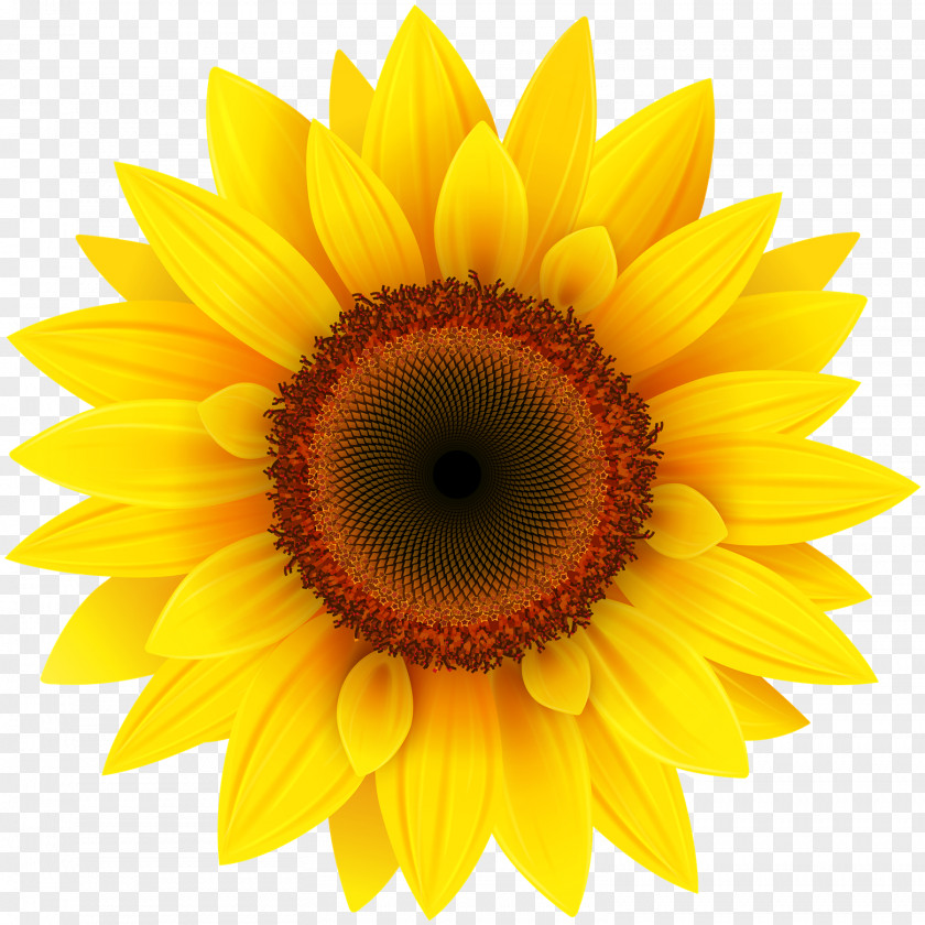 Sunflower Transparent Image Common Clip Art PNG