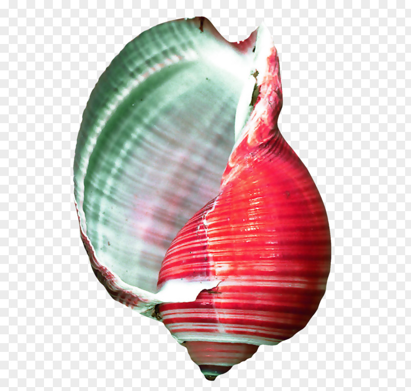 Coquillage Conchology Seashell Cockle Oyster PNG