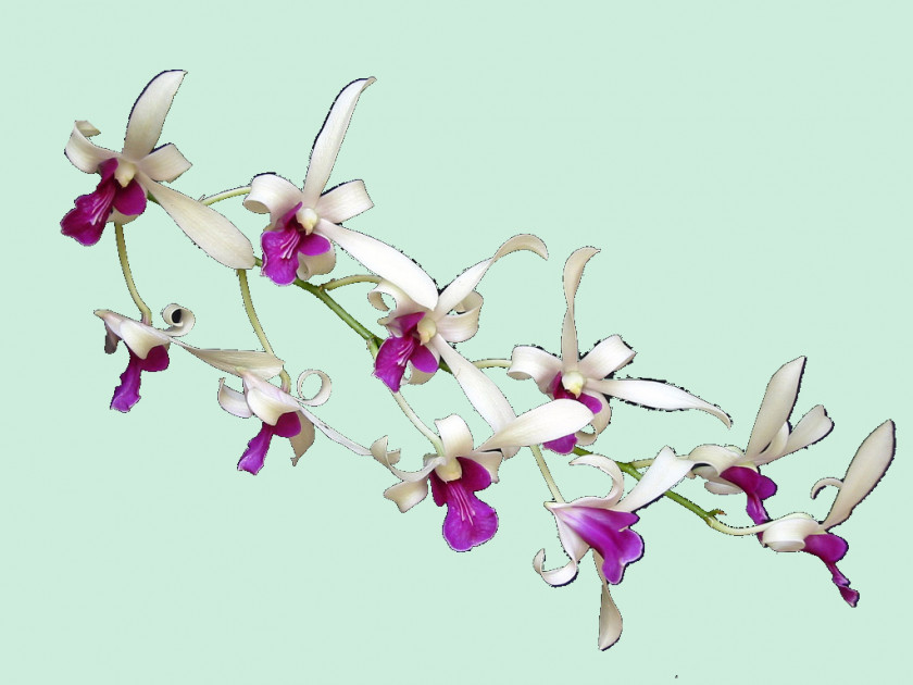 Flower Moth Orchids Floral Design Cut Flowers Body Jewellery PNG