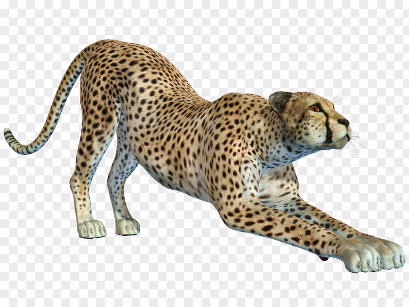Free Hunting Puma Pull Material Cheetah Leopard Jaguar PNG