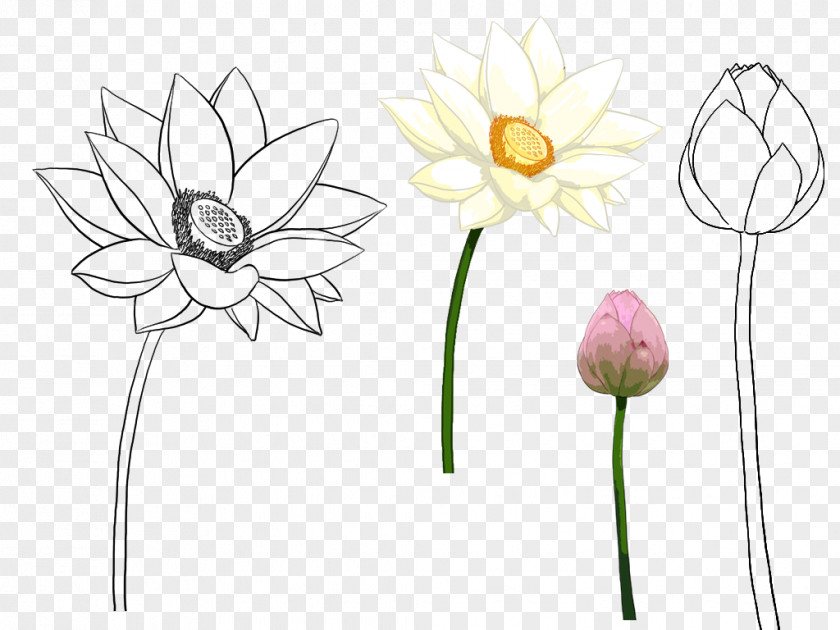 Hand-painted Lotus Nelumbo Nucifera Drawing Illustration PNG