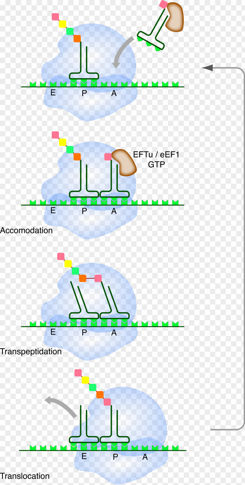 Messager Translation Messenger RNA Ribosome Transfer PNG