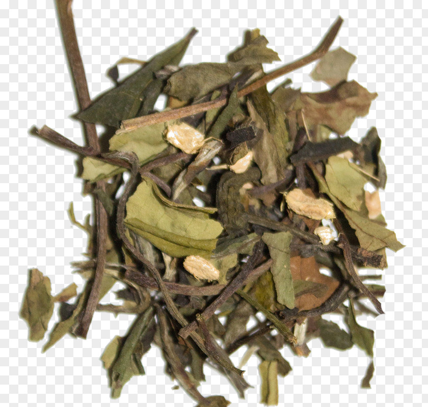 Nilgiri Tea Hōjicha Ingredient Plant PNG