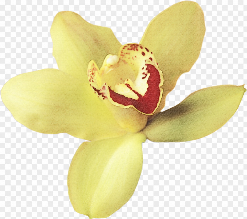 Cattleya Orchid Petal Yellow Flower Plant Pink PNG