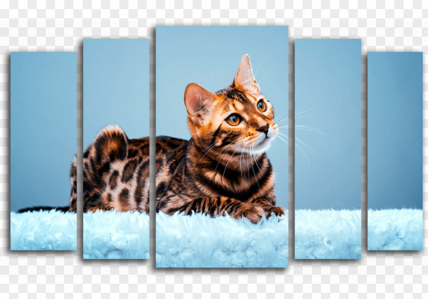 Kitten Bengal Cat American Bobtail Wildcat Desktop Wallpaper PNG
