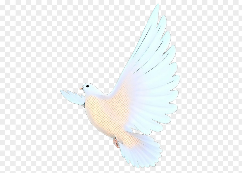 Peace Rock Dove Bird PNG