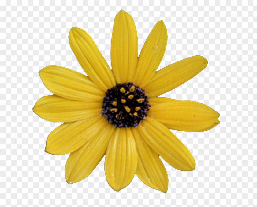 Photoshop Common Sunflower Artificial Flower Clip Art PNG
