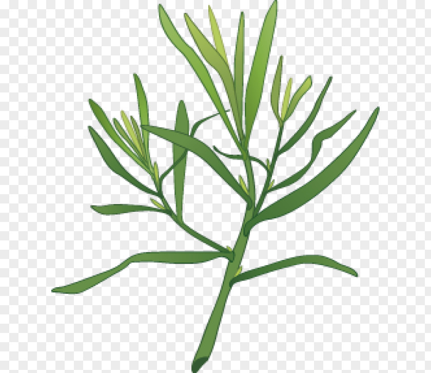 Plants Clip Art Pickled Cucumber Dill Herb PNG