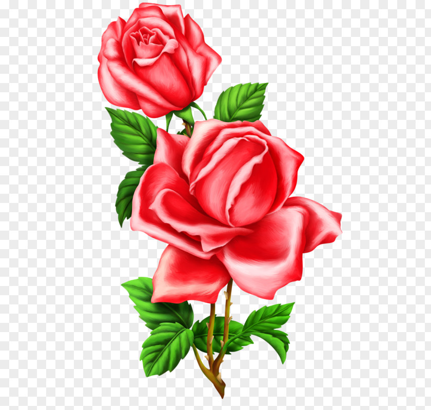 Sublimacion Garden Roses Cabbage Rose Flower Floribunda Clip Art PNG