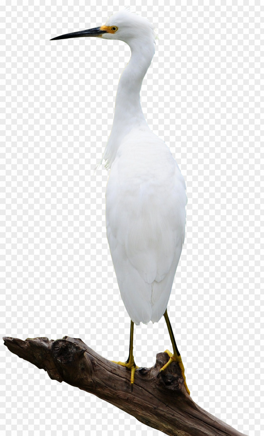 Egrets Bird Ardea Pelican Clip Art PNG