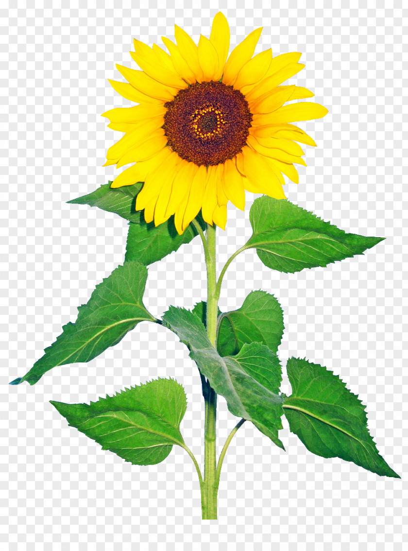 Flower Common Sunflower Helianthus Giganteus Cut Flowers Drawing PNG