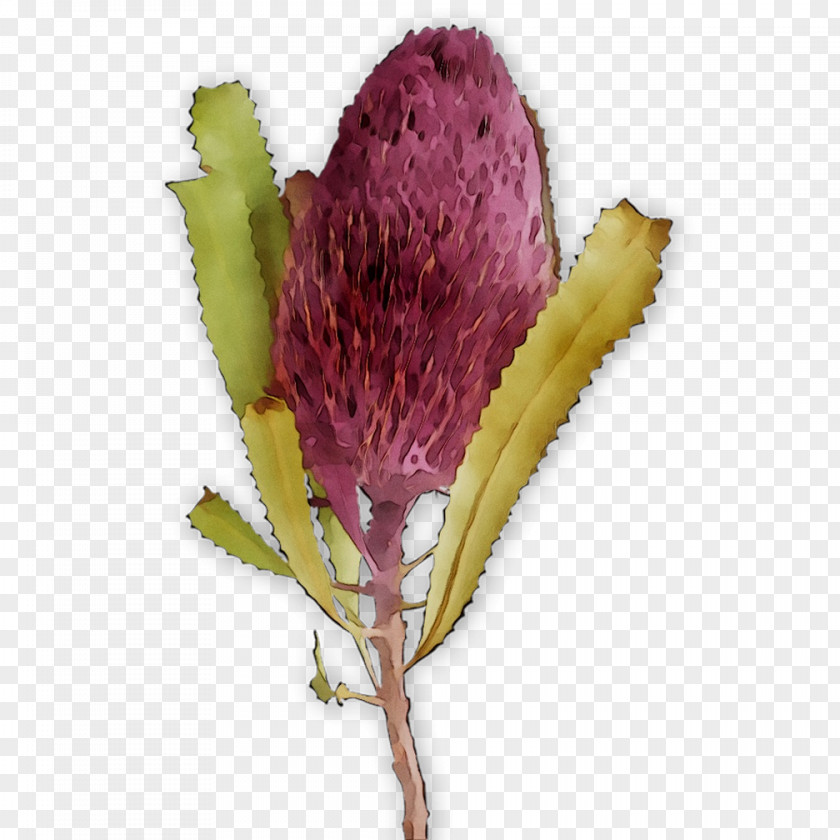 Herbaceous Plant Stem Bud Flowering Plants PNG
