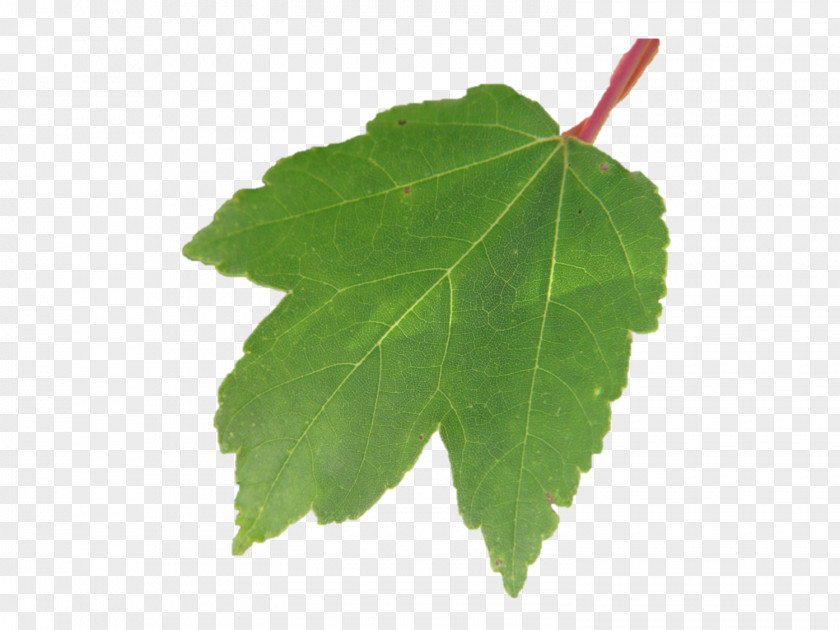 Leaf Grape Leaves Plane Trees Grapevines Tree Family PNG
