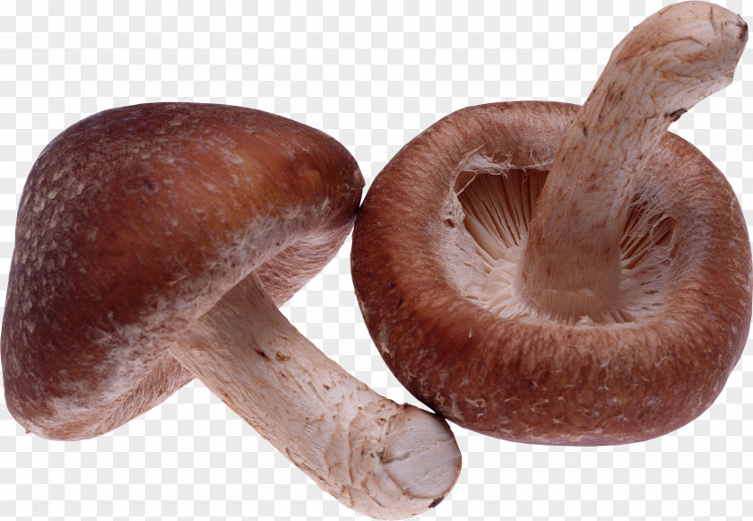 Mushroom Image Shiitake Dietary Supplement Food Appetite PNG