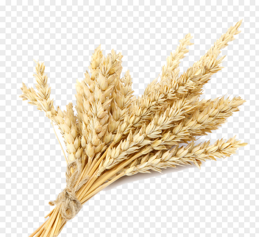 Plants Oat Cereal Emmer PNG