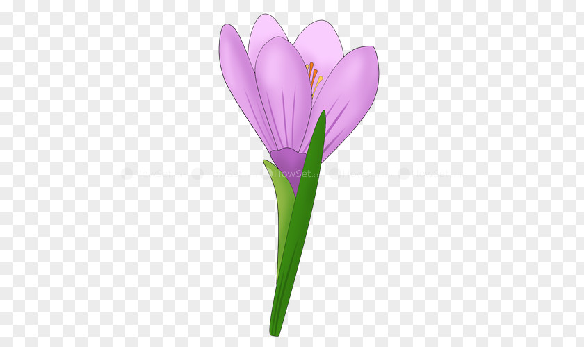 Snowdrop Flower Drawing Paper Lilac PNG