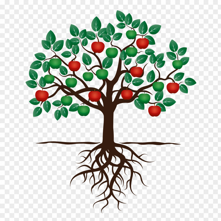Tree Fruit Drawing Apple Root PNG