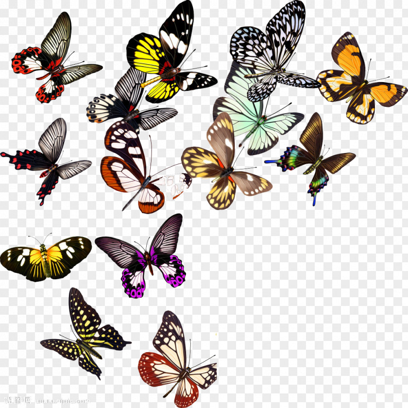 Butterfly Fly Nymphalidae Clip Art PNG