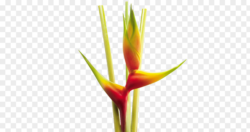 Heliconia Bihai Flower Wagneriana Colombia Psittacorum PNG