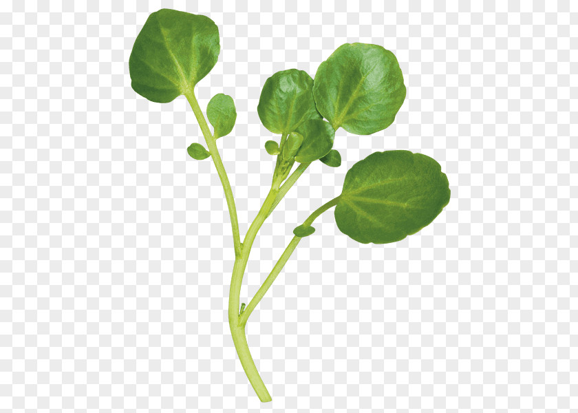 Leaf Spring Greens Watercress Vegetable Herb PNG