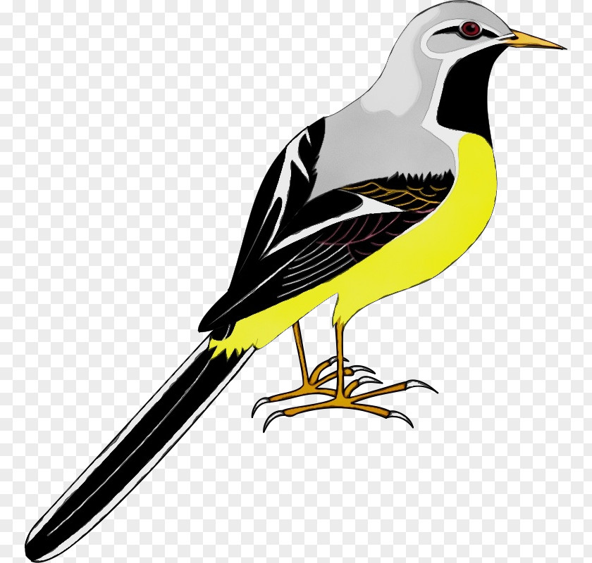 Perching Bird Songbird Beak Northern Mockingbird PNG