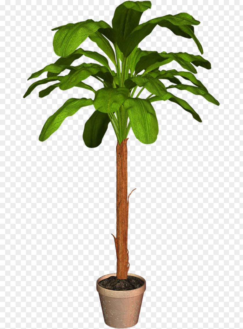 Plant Arecaceae Flowerpot Houseplant PNG