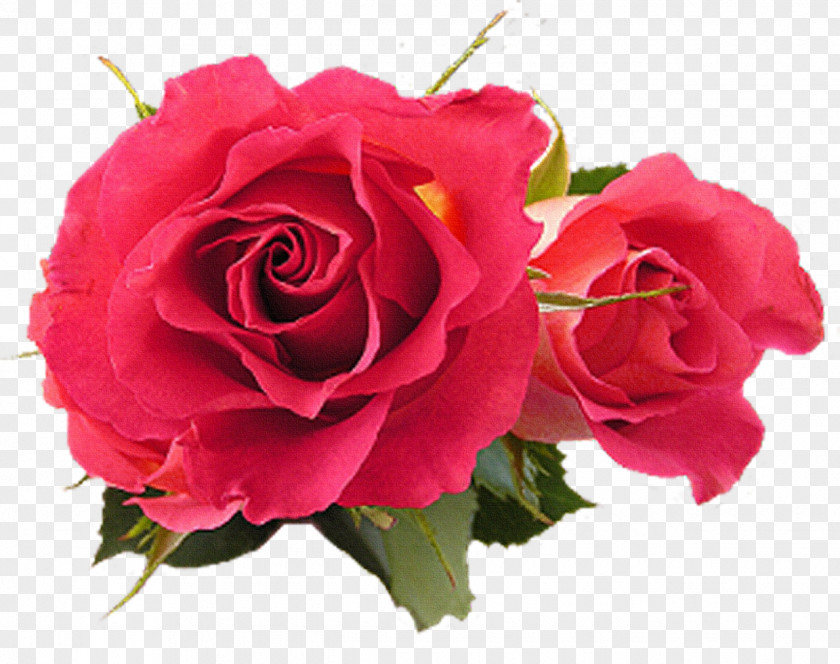 Rose Flower Fuchsia Pink PNG