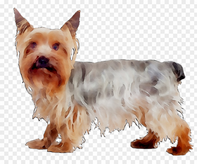 Australian Silky Terrier Yorkshire Jack Russell Puppy PNG