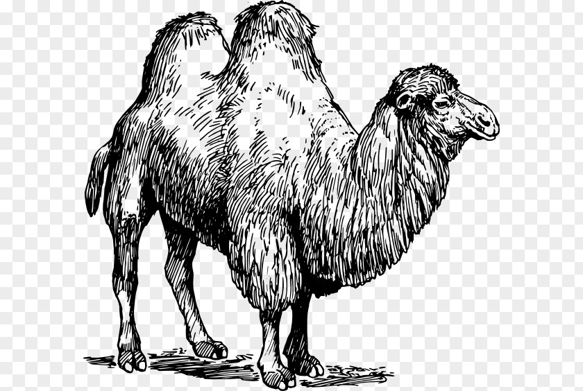 Hand-painted Camel United States Llama Vicuxf1a Sheep PNG