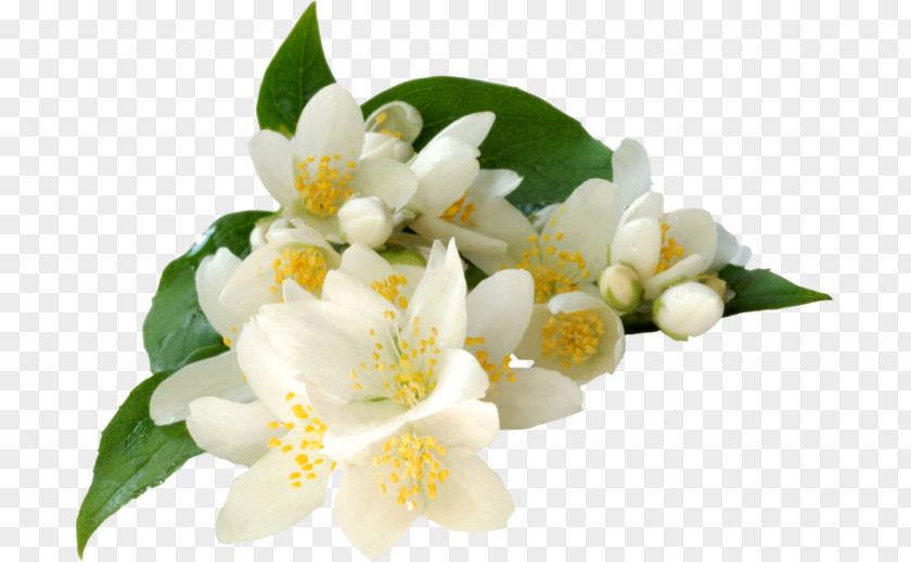 муха Jasminum Grandiflorum Absolute Essential Oil Common Jasmine PNG