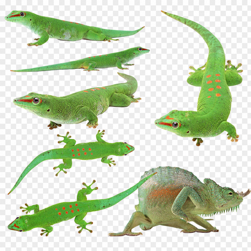 Lizard Collection Reptile Green Iguana Chameleons Cat PNG