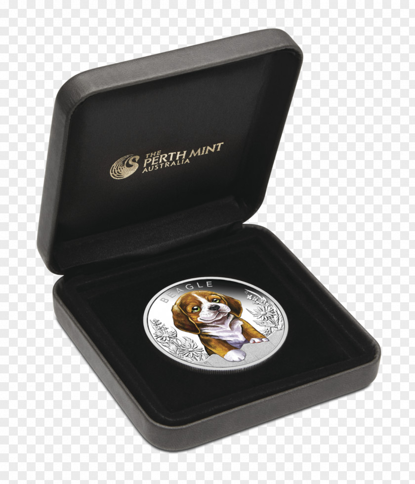 Puppy Beagle Perth Mint Border Collie Rough PNG