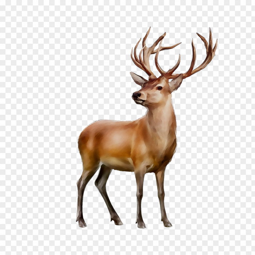 Reindeer White-tailed Deer Elk Antler PNG