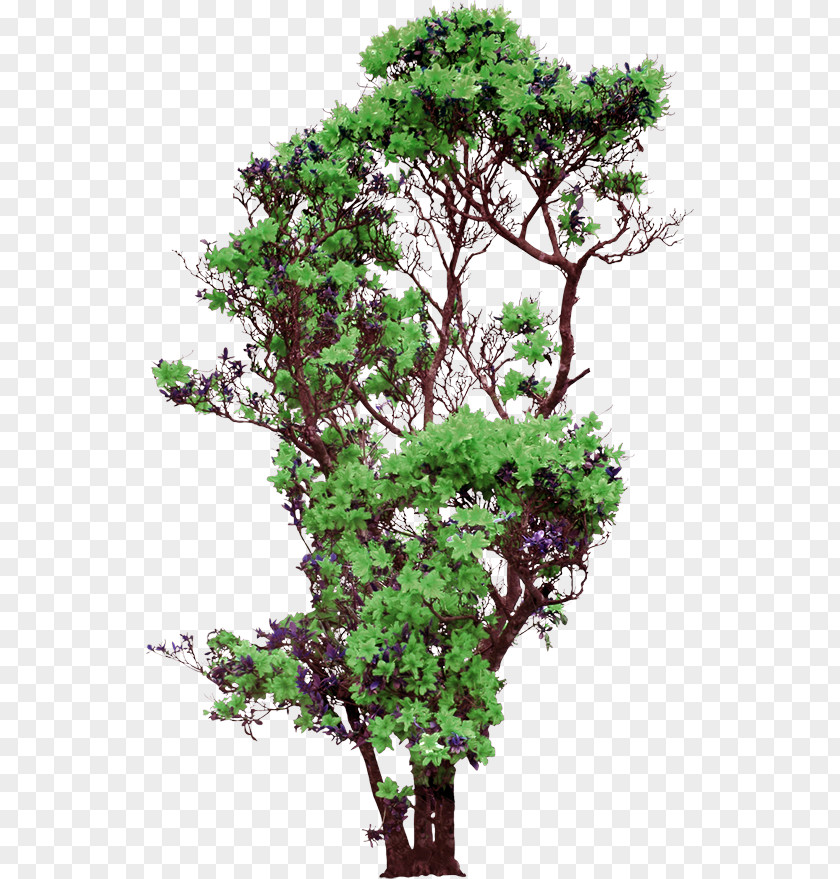 Tree Download Flower Cdr PNG