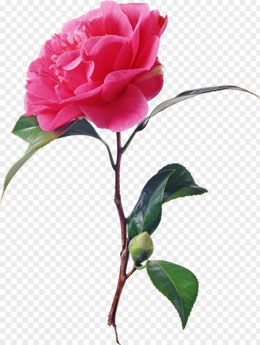 Flower Garden Roses Animation PNG