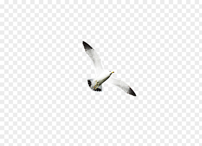 Flying Bird Columbidae Export Import PNG