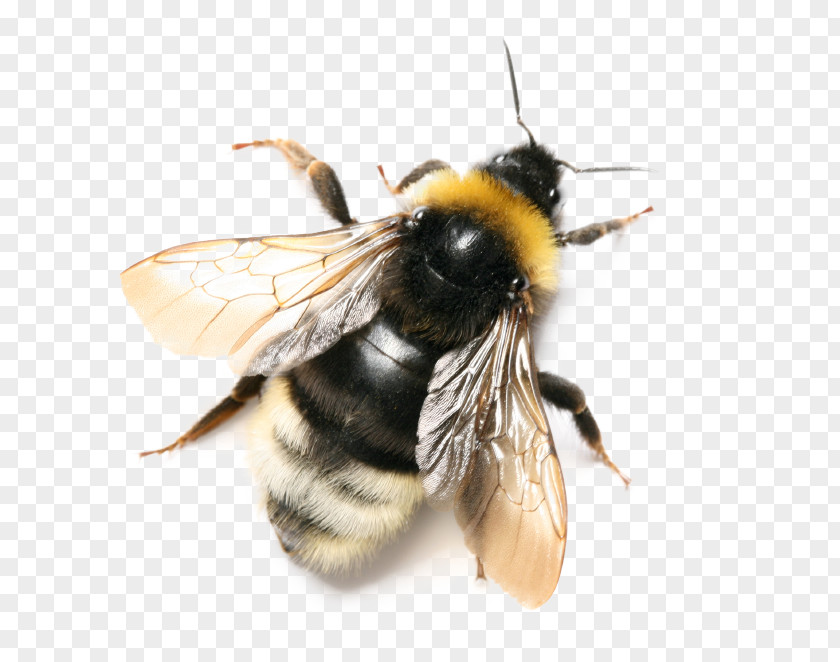 Honey Bee Insect Bombus Terrestris Pascuorum Hortorum PNG