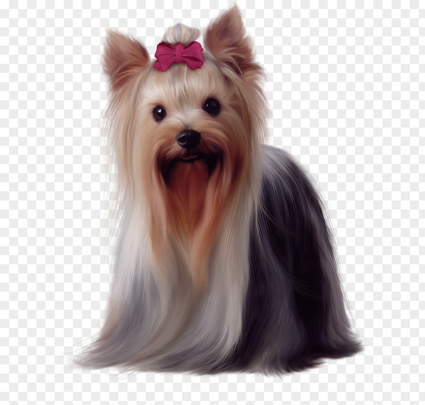 Painted Yorkshire Terrier Picture Boston Maltese Dog Airedale Puppy PNG