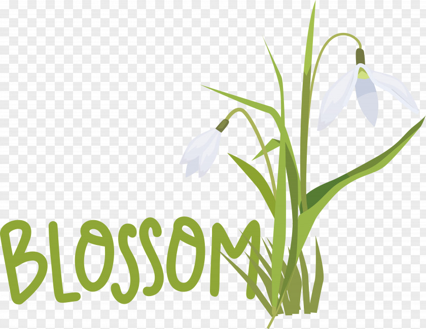 Plant Stem Galanthus M Snowdrop Font Spring PNG