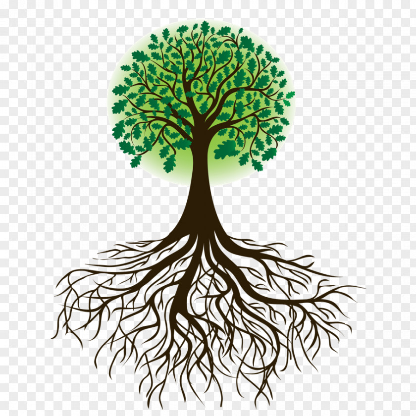 Root Tree Drawing Clip Art PNG