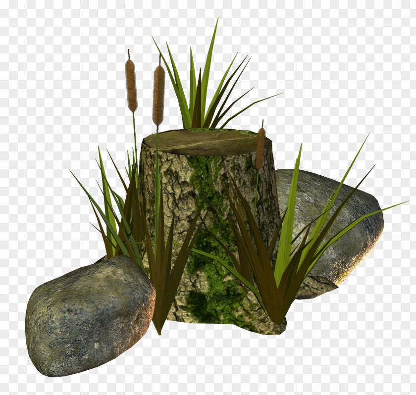 Aquarium Flowerpot Grasses Family PNG