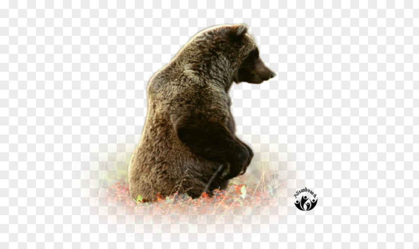 Bear Grizzly Brown Fur Terrestrial Animal PNG