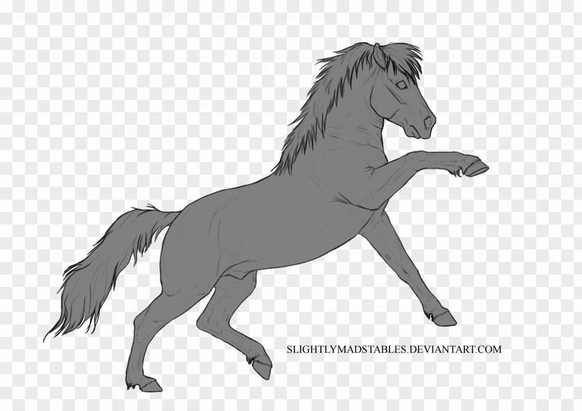 Cat Base Lineart Line Art Mane Drawing Mustang PNG