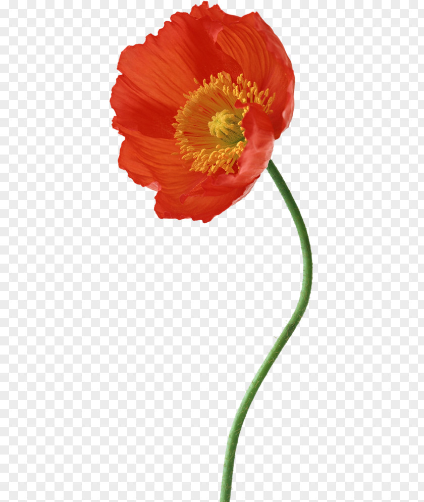 Design Poppy Photography Flower Composition PNG
