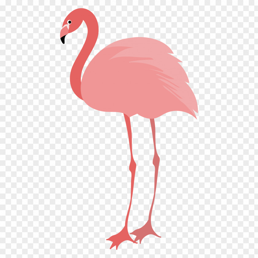 Flamingos Water Bird Animal PNG