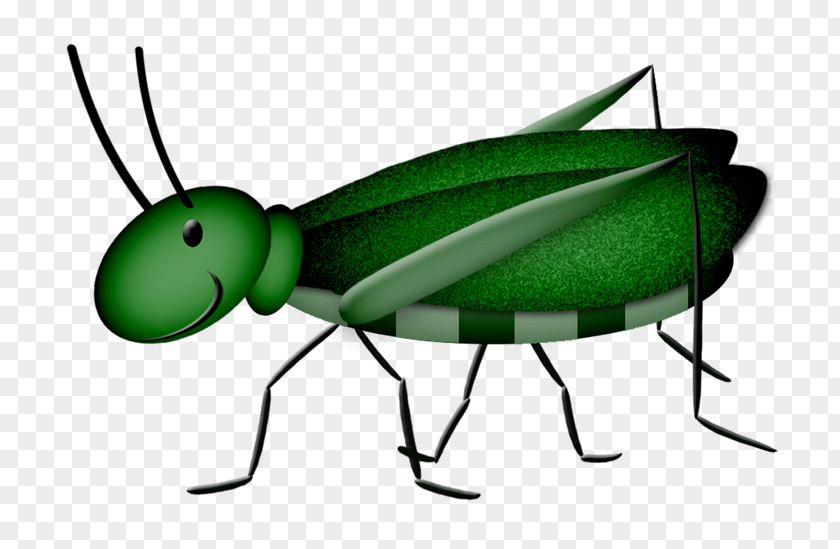 Green Grasshopper Drawing Caelifera PNG