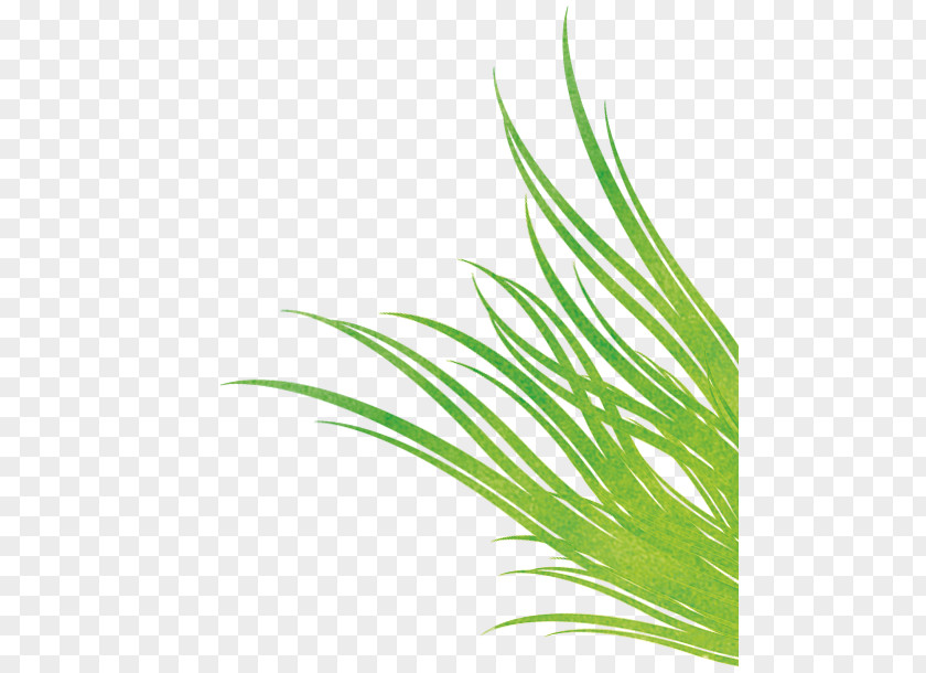 Powder Bursting Sweet Grass Green Leaf Plant Stem PNG