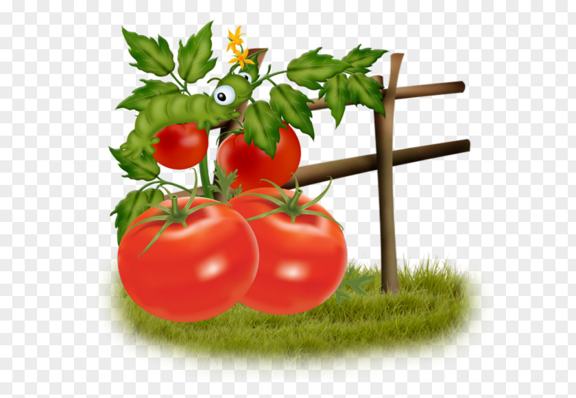 A Tomato Bush Food Vegetable PNG